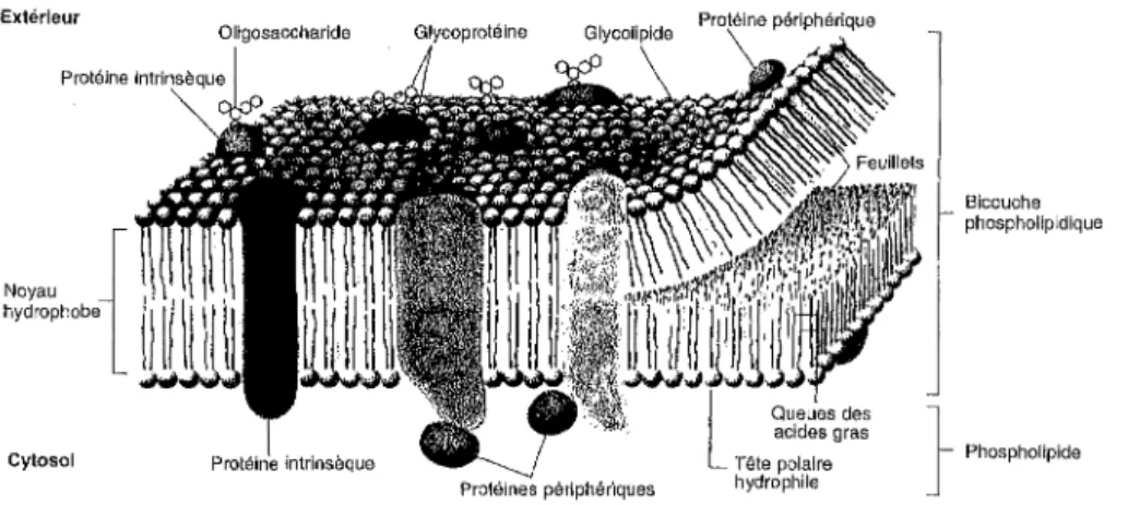 Figure  10  :  Schéma  d'une  membrane  biologique  typique. 
