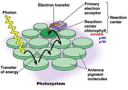 Figure  1.  Light  is  absorbed  by  the  antenna  and  the  energy  is  transferred  to  the  reaction  centrer