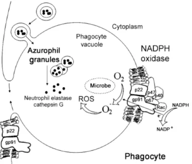 Figure  1 :  La  formation  du  phagosome  et  la  production  de  dérivés  oxydatifs  pour  la  destruction  des  microorganismes pathogènes par les phagocytes