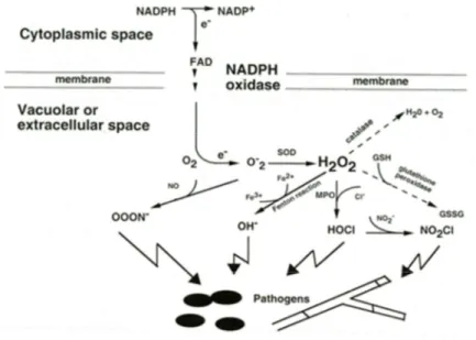 Figure  3.  Production  de  dérivés  toxiques  de  l’oxygène  par  la  NADPH  oxydase