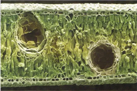 Figure 4 : Poches schizogènes d'une feuille d'eucalyptus citronné vues en microscopie  électronique à balayage (image colorisée, x204) [25]