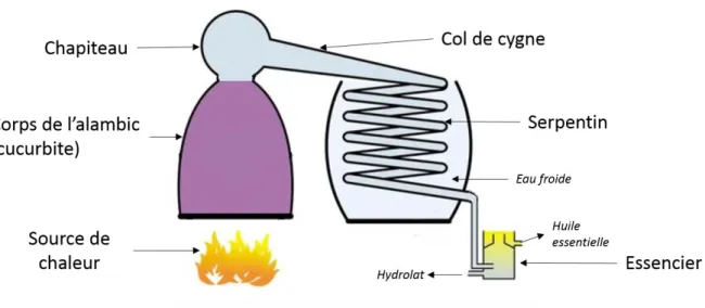 Figure 6 : Schéma d'un alambic  