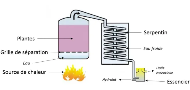 Figure 8 : Schéma d'une installation de vapo-hydrodistillation 