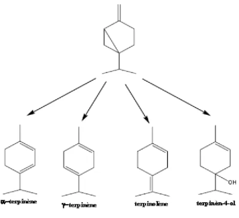 Figure 11 : Principales transformations du sabinène lors de la distillation 