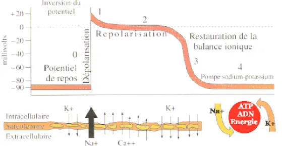 Figure 1 Potentiel d'action et mouvements ioniques transmembranaires (10) 