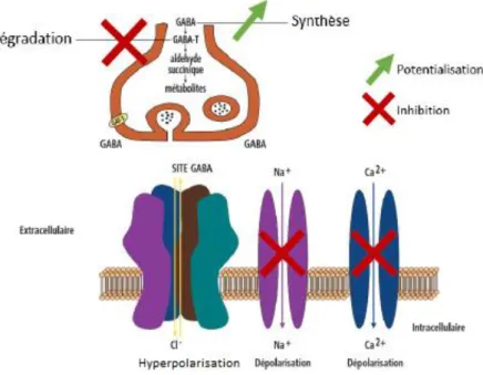 Figure 4 Mécanisme d'action du valproate (25) 