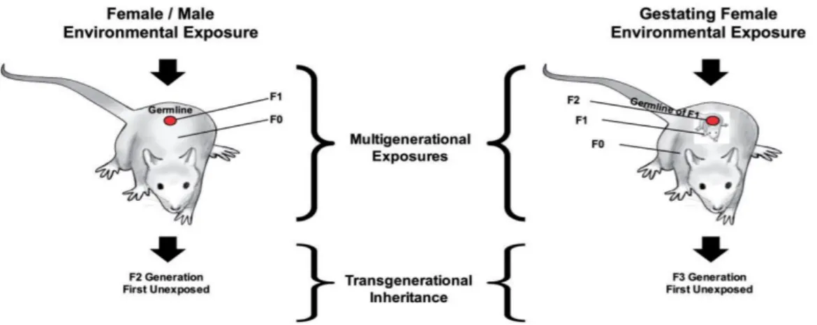 Figure 13 Notion d'héritage transgénérationnel (91) 