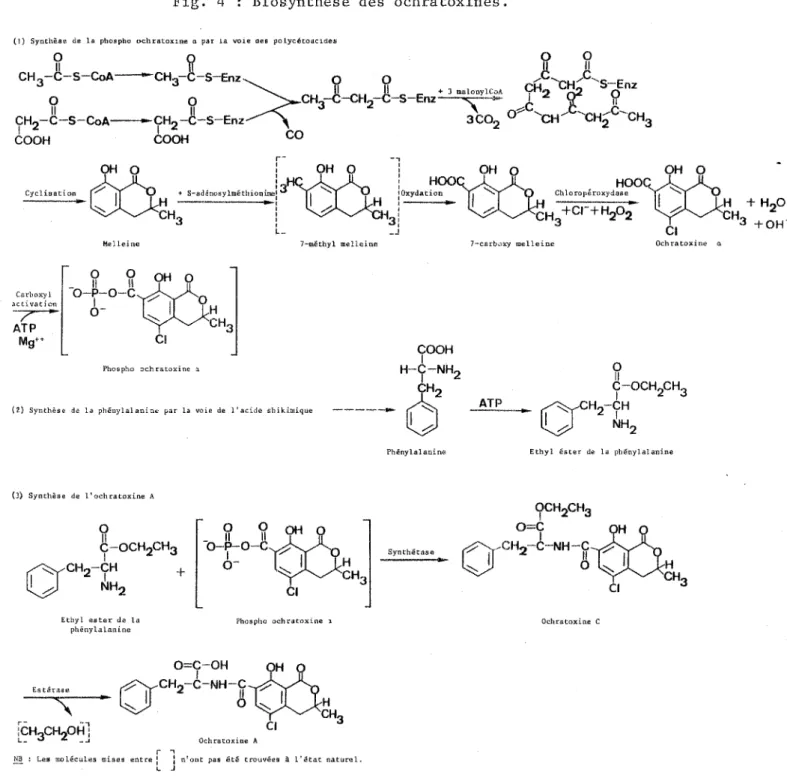 Fig.  4  :  Biosynthêse  des  ochratoxines. 