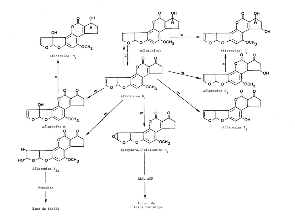 Fig.  7  Métabolisme  hépatique  de  l'aflatoxine  B 1  (3)  w  w 