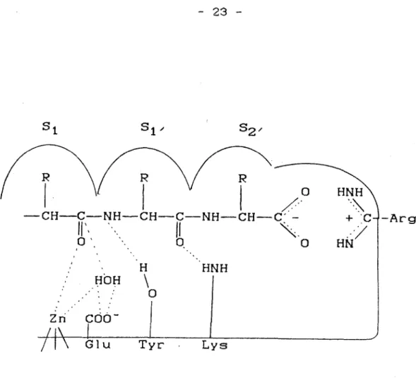 fig .7 .:  modè le  du  s i te  ac t i f  de  l 'enzyme  de  convers ion (S1  ,SI ,  e t  S2 , :  s i te s hydrophobes)
