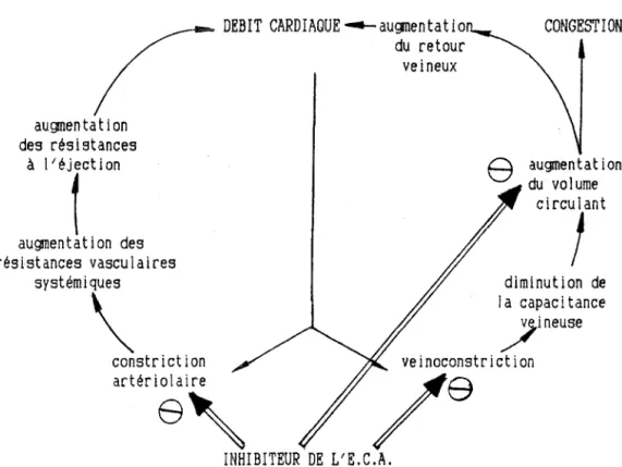 fig .40:  Mode   d 'ac t ion  des  inh ib i teurs sur  le  cyc le  de  l ' insuff isance card iaque .
