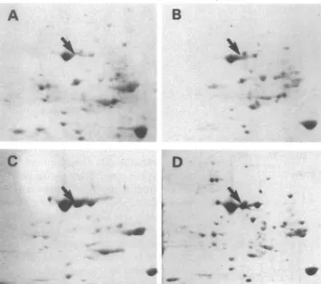 Figure 4. Western Blot analysis of 70-kD heat shock proteins in mouse hearts. Two-dimensional gel electrophoresis-separated proteins (1 mg) extracted from hearts of control nontransgenic (A), heat-shocked  non-transgenic (B), control transgenic (C), and he