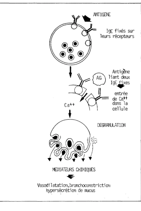 FIGURE  1  La  réaction  allergique  de  type  I  (56) 