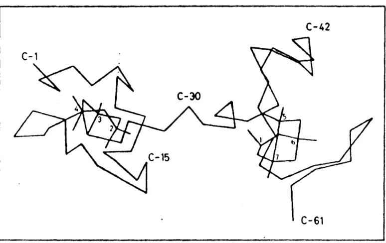 figure  :  représentation  des  métallothineines  selon 