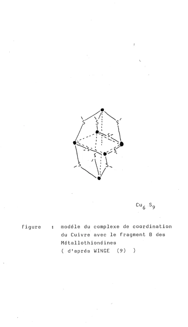 figure  modéle  du  complexe  de  coordination  du  Cuivre  avec  le  fragment  B  des  Métallothionéines 