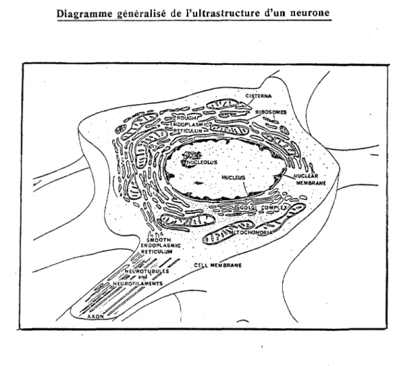 Diagramme  généralisé  de  l'ultrastructure  d'un  neurone 