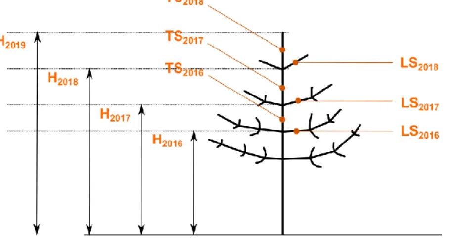 Figure 1: Schematic illustration of the measures of sapling height (H), terminal shoot (TS) and lateral shoots (LS) corresponding to the 3 