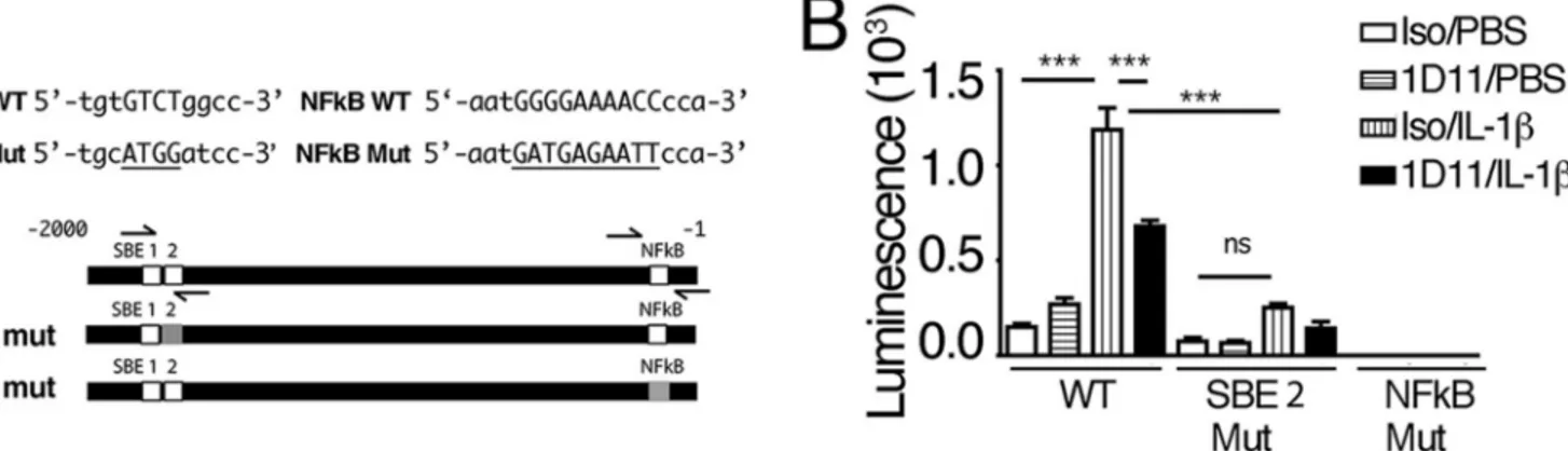 FIGURE 3. ␣ v ␤ 8-mediated SMAD4 signaling is required for IL-1 ␤ -mediated CCL20 expression.A, pSMAD2/3 phosphorylation as determined by ELISA (Cell Signaling) is increased by IL-1 ␤ and inhibited by antibody inhibition of ␣ v ␤ 8-mediated TGF- ␤ activati