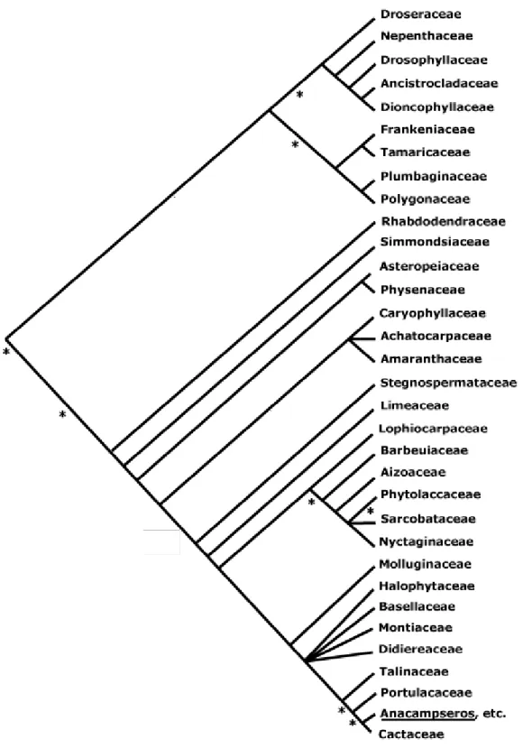 Figure 2 : Phylogénie des  Caryophyllales .(54) 