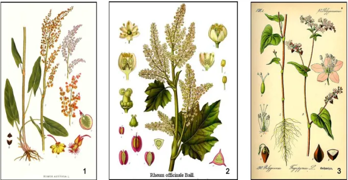 Figure 5 : Espèces alimentaires de la famille des  Polygonaceae .  1.  Rumex acetosa  L., 2