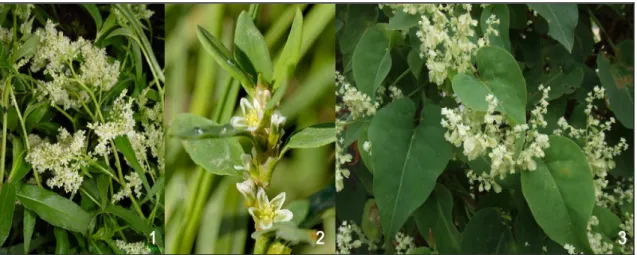 Figure 7 : Quelques fleurs du genre  Polygonum . 