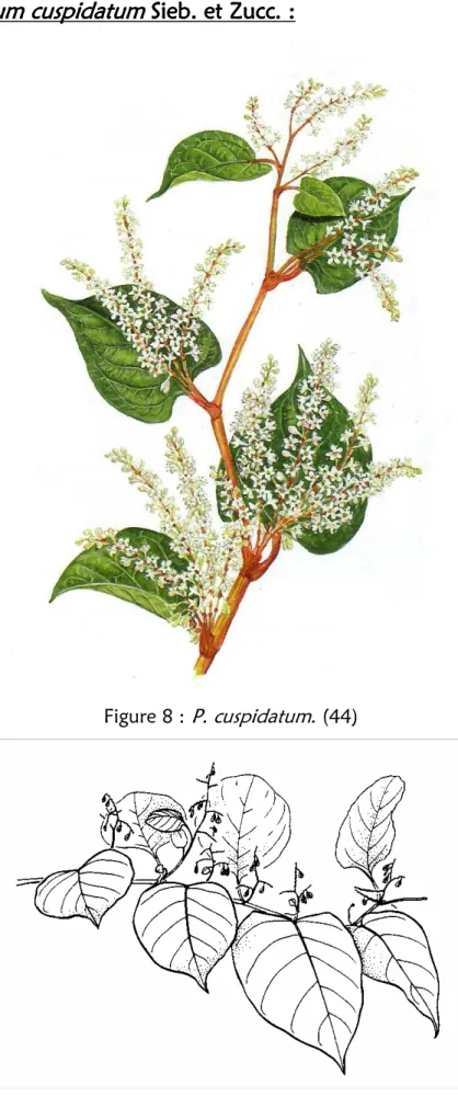 Figure 8 :  P. cuspidatum . (44)  