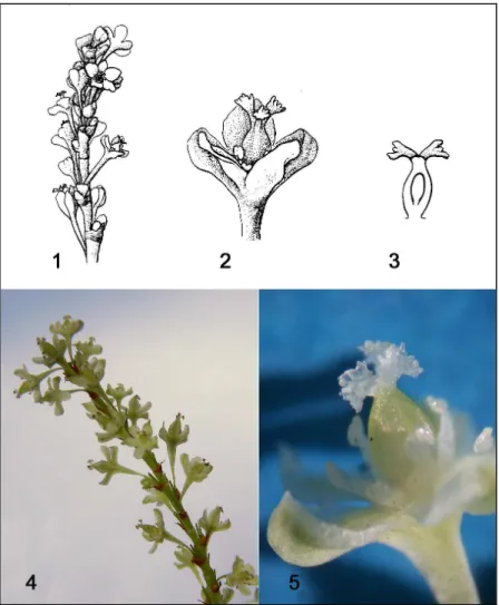 Figure 12 : Fleurs de  P. cuspidatum.