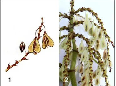 Figure 13 : Fruits de  P. cuspidatum . 