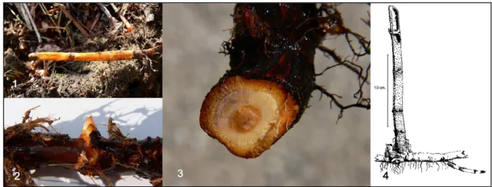 Figure 14 : Rhizomes frais de  P. cuspidatum .  1. Jeune ramification, 2. Nœud, 3. Coupe transversale,  