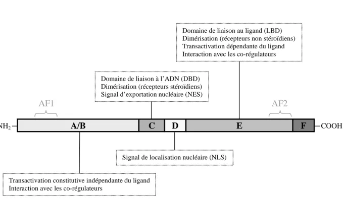 Figure n°1: Schéma de la structure d’un récepteur nucléaire. Les fonctions principales de chacun des  domaines sont précisées dans les encadrés