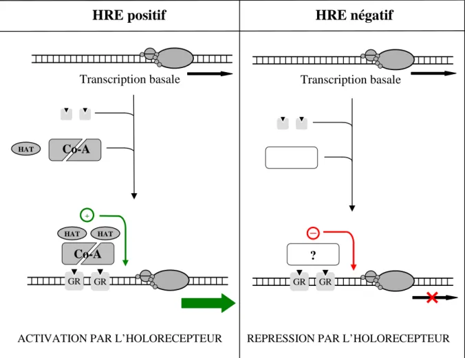 Figure n°7 : Mécanisme de modification de l’activité transcriptionnelle pour le récepteur des  glucocorticoïdes, un récepteur stéroïdien