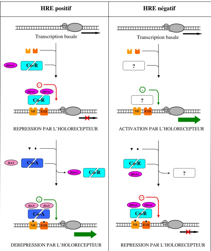 Figure n°8 : Mécanisme de modification de l’activité transcriptionnelle pour les récepteurs non  stéroïdiens
