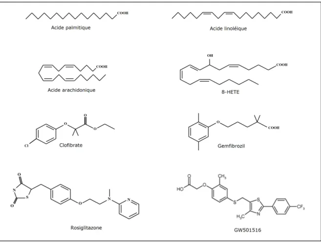 Figure n°10 : Structure de quelques exemples de ligands des PPAR. Les acides gras et les dérivés des  eicosanoïdes sont des agonistes des  PPAR