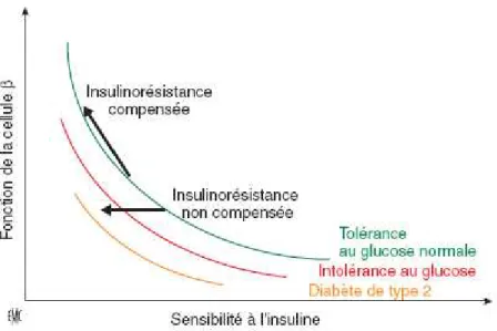 Figure 7 : Relation hyperbolique entre la fonction de la cellule β et la sensibilité à l’insuline