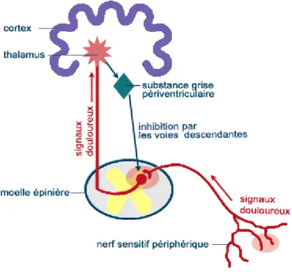 Figure 2 : Voies neuronales de la douleur [ 6.5] 