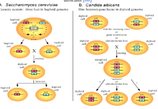 Figure 10. Illustration des gènes de mating chez Saccharomyces cerevisiae et chez Candida  albicans [68]