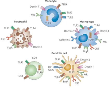 Figure 14. Les différentes types de cellules impliquées dans l'immunité non spécifiques
