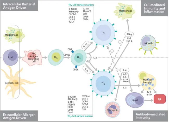 Figure 18. Th1 et Th2, balance, régulation et implication dans les infections fongiques