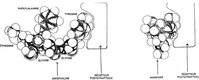 Figure 3 : Site actif par une approche tridimensionnelle des opioïdes endogènes vis-à-vis de la morphine 