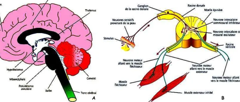Figure  4 :  Sites  d’action  des  messages  douloureux.  4-A :  cerveau  humain  en  coupe  transversale,  de  plusieurs  structures  impliquées  dans  le  processus  et  la  perception  de  la  douleur