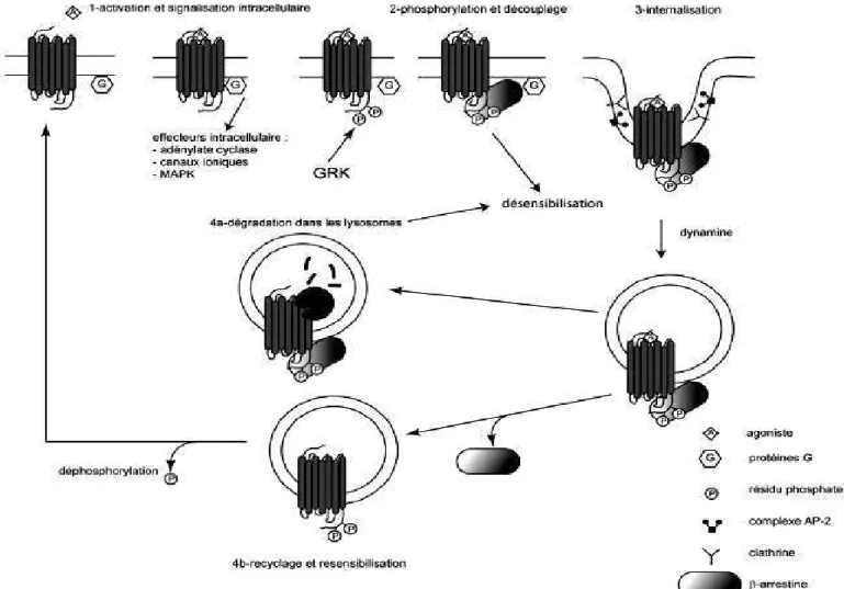 Figure 5 : Régulation des récepteurs couplés aux protéines G tiré de Marie, 2009. 