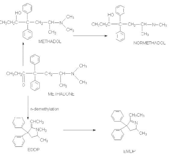 Figure 6 : Métabolisation hépatique de la méthadone.  
