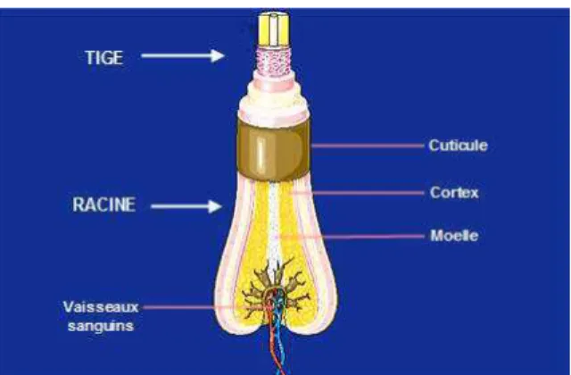 Figure 8 : Coupe d'une tige pilaire 