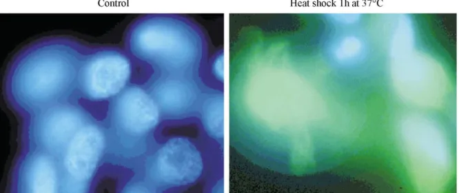Fig. 2. Quantiﬁcation of the GFPluc ﬂuorescence by ﬂow cytometry. Control EPCtiHSP70 cells or cells treated for 30 or 60 min at 37  C were analyzed in a ﬂow cytometer and the number of cells was plotted against the intensity of their ﬂuorescence