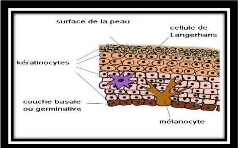 Figure 2- Les cellules de l’épiderme [81] 
