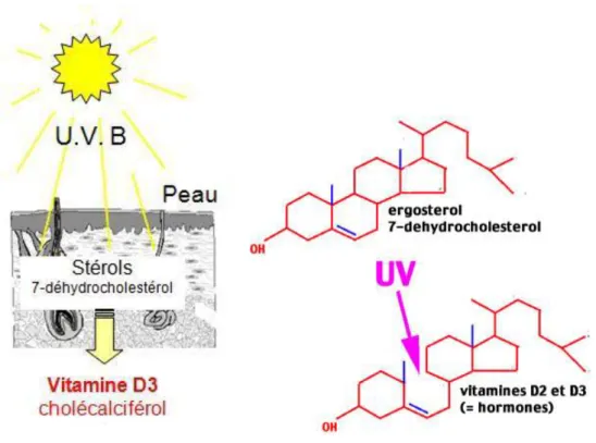 Figure 3 Ŕ Synthèse de la vitamine D sous l’action des UV [95] 