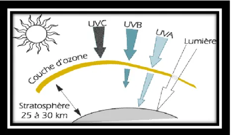 Figure 5 Ŕ Proportion des UV solaires filtrées par la couche d’ozone [94] 