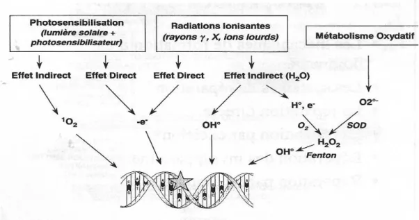 Figure  8Ŕ Principaux processus impliqués dans la formation des dommages oxydatifs de l’ADN [97]  