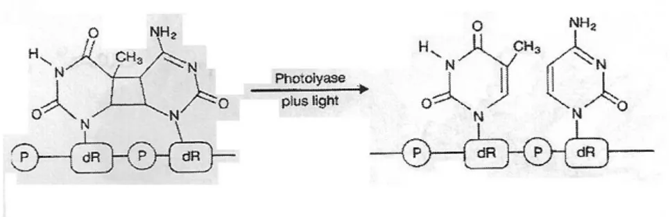Figure 10 Ŕ Réparation des dimères par l’enzyme photoréactive : la photolyase [97] 