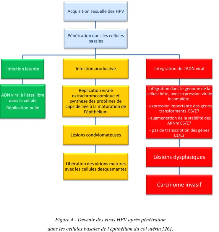 Figure 4 - Devenir des virus HPV après pénétration   dans les cellules basales de l'épithélium du col utérin [26]